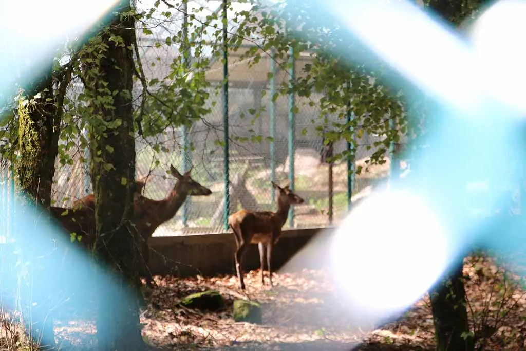 parque biologico do mezio (17)