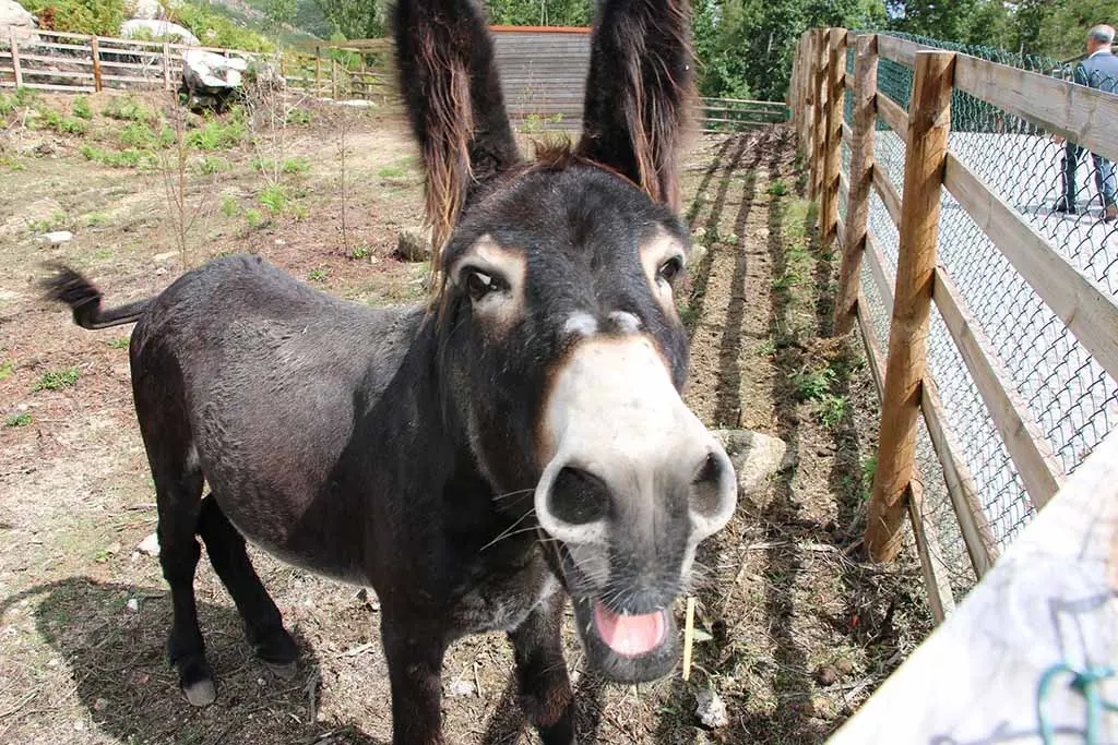 parque biologico do mezio (21)