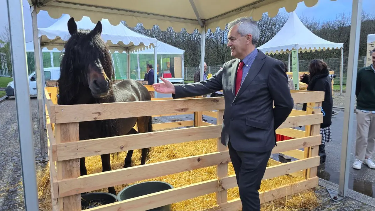 El alcalde de Arcos de Valdevez observa a una yegua con su cría.  R. LEDO.