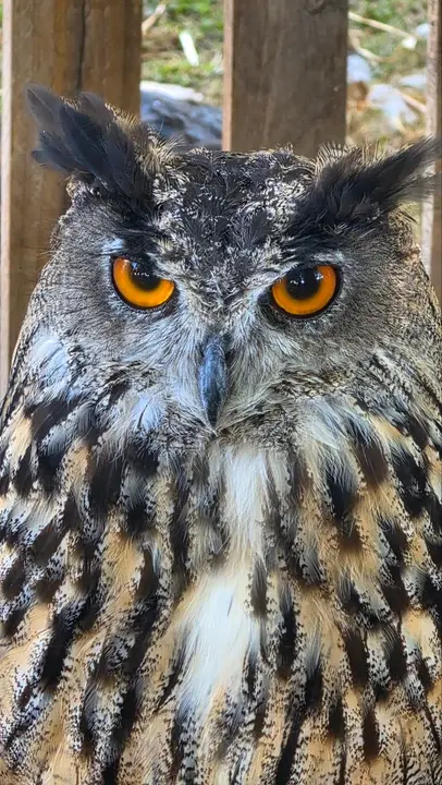 Imponente figura del b&uacute;ho real, cuya mirada anaranjada se convierte en una de las im&aacute;genes m&aacute;s llamativas de la feria. R. LEDO.