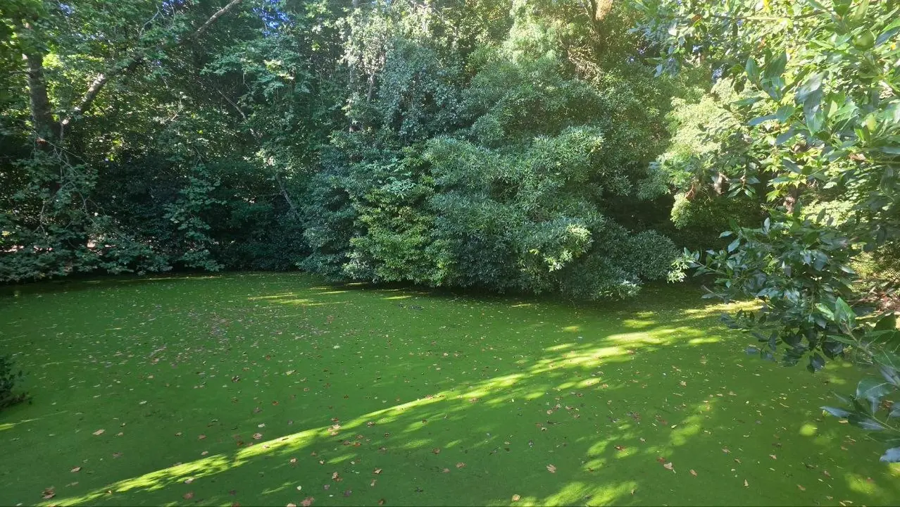 Una charca rodeada por la vegetaci&oacute;n forma parte del paisaje interior de las aproximadamente 6,5 hect&aacute;reas de la quinta.