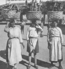 Tres mulleres transportan grandes cestos sobre a cabeza nunha imaxe hist&oacute;rica que testemu&ntilde;a a dureza do traballo feminino no rural galego, onde a forza, o equilibrio e o esforzo formaban parte da vida coti&aacute;.