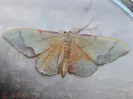 Ejemplar de Idaea ostrinaria identificado durante el estudio, que contabiliz&oacute; 127 mariposas nocturnas de m&aacute;s de 40 taxones en una sola noche.