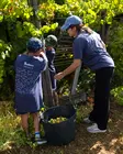 Una familia participa en la recogida de la uva durante la experiencia &laquo;Manta de Retalhos&raquo;, organizada por Soalheiro en sus vi&ntilde;edos de Mon&ccedil;&atilde;o y Melga&ccedil;o.
