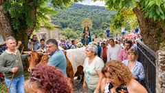 Nuestra Se&ntilde;ora de A Franqueira avanza en su tradicional carro tirado por bueyes, acompa&ntilde;ada por los fieles durante la procesi&oacute;n del 8 de septiembre, en una de las estampas m&aacute;s emblem&aacute;ticas de esta hist&oacute;rica romer&iacute;a mariana.