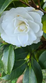 Camelia, Vilanova de Arousa.