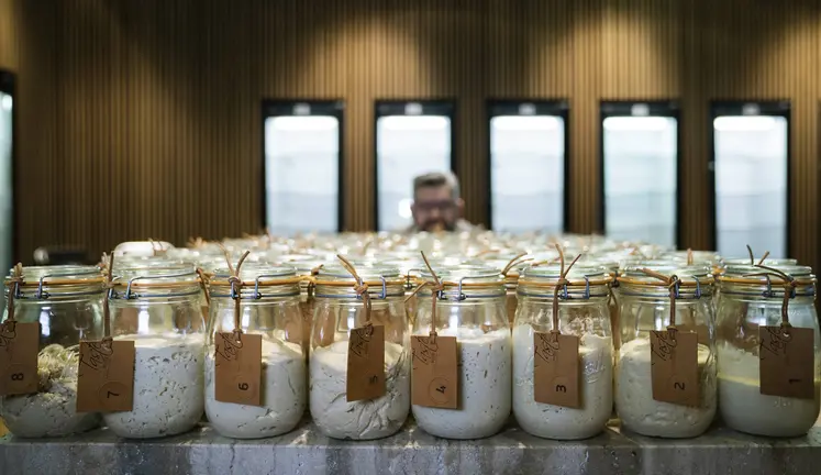Diversas muestras de masa madre, ingrediente clave en la elaboración de pan, revelan la variedad y tradición detrás de este fermento natural.