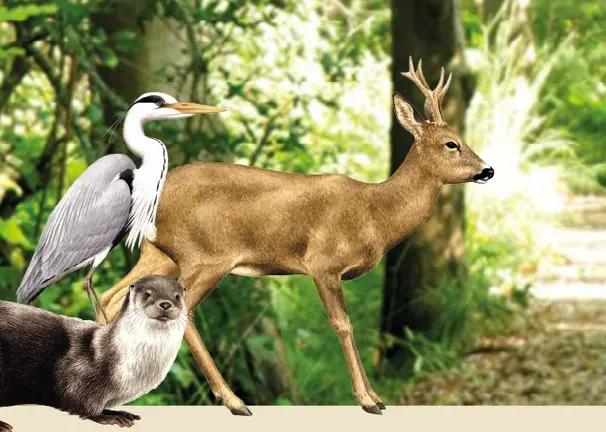 Algunos de los habitantes m&aacute;s emblem&aacute;ticos de la &Aacute;rea de Paisaje Protegido das Lagoas de Bertiandos e S&atilde;o Pedro d&rsquo;Arcos, un espacio de gran riqueza ecol&oacute;gica que celebra 25 a&ntilde;os de conservaci&oacute;n.