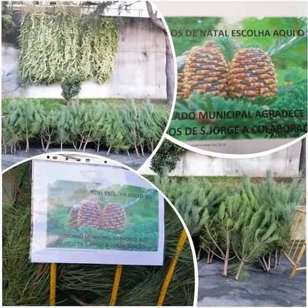 Fileira de “Pinheirinhos de Natal” já disponível no Mercado Municipal, fruto de ações de silvicultura preventiva e da colaboração entre o Município, a União de Freguesias de S. Jorge e Ermelo e os Baldios de S. Jorge.