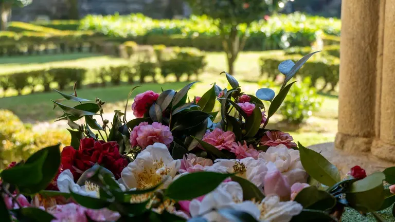Detalle das camelias expostas no claustro da Catedral de Tui, protagonistas da XI Mostra da Camelia Cidade de Tui.