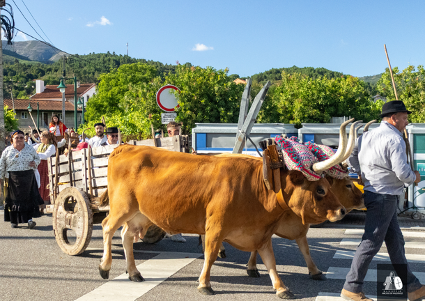 Un carro de bueyes, acompa&ntilde;ado por vecinos ataviados con trajes tradicionales, recorre las calles de Soajo durante el Desfile de la Tradici&oacute;n, uno de los actos m&aacute;s emblem&aacute;ticos de la Feria de Artes y Oficios Tradicionales, que rinde homenaje al pasado agr&iacute;cola y a la identidad cultural de esta localidad de Arcos de Valdevez.