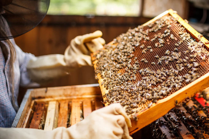 O obxectivo principal deste curso é dar pautas de manexo no inicio da campaña e facilitar aos apicultores mecanismos de reprodución das súas colmeas e coñecementos sobre unha mellora xenética de cría de raíñas.