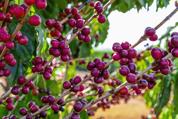 El fruto del cafeto tiene la apariencia de una cereza pequeña, y cuando germina es de color verde, pasando después, al madurar, a un color que puede variar entre el amarillo y el rojo, dependiendo de la especie y la zona de cultivo.
