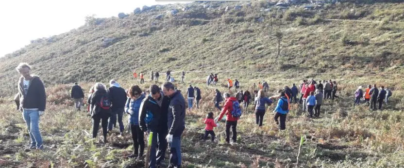 Voluntarios mobilizados polo Banco Santander fixeron hoxe, en coordinación cos comuneiros de Padróns e coa Consellería do Medio Rural, labores complementarios de apoio na área plantada con ata 105.000 bidueiros. ARCHIVOS.