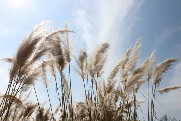 A Cortaderia selloana, tamén coñecida como herba da pampa.