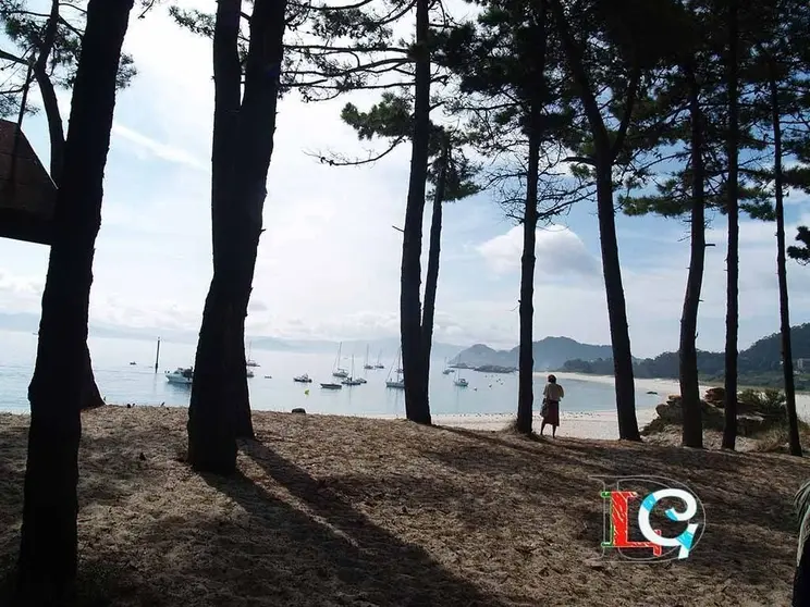 Pinos en las Islas Cíes. 