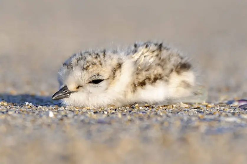 La píllara de las dunas es una especie vulnerable que realiza las puestas de huevos directamente sobre la arena, por lo que huevos y pollitos están siempre en el suelo hasta que aprenden a volar.