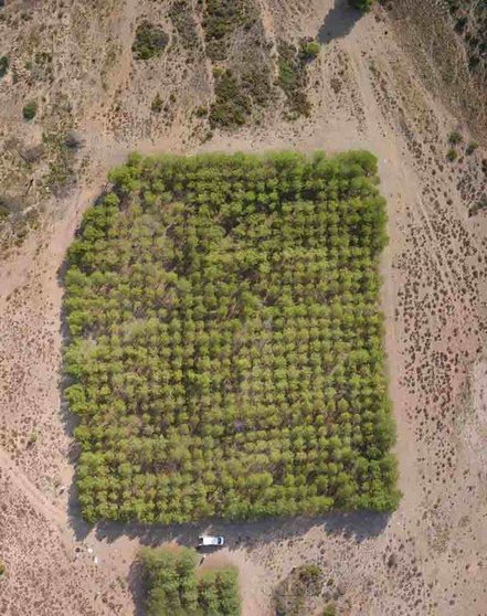 Vista aérea de uno de los ensayos de pino carrasco situado en Altura (Castellón). Autor SC Kefauver.