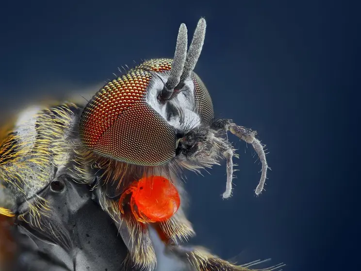 •	Es más pequeña que una mosca común pero su mordedura es dolorosa y peligrosa.