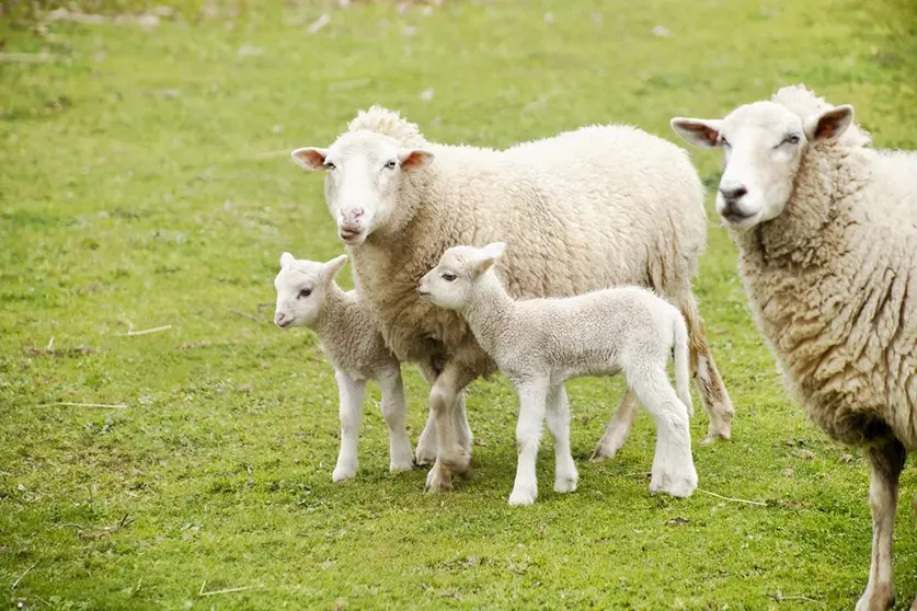 Según la orden que publica hoy el DOG, las explotaciones ovinas y caprinas gallegas podrán acceder a un presupuesto máximo de 62.952 euros, con cargo a los Presupuestos Generales del Estado.