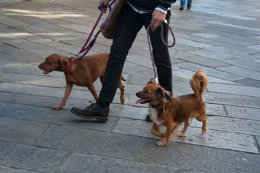 Una persona que se encuentren en situación de vulnerabilidad, y que tenga un perro sin identificar, puede solicitar la implantación del microchip por parte de un veterinario autorizado y que voluntariamente se sume a esta iniciativa.