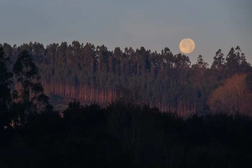El DOG publica hoy la relación de beneficiarios de estas ayudas, convocadas en el año 2020 por la Consellería de Medio Rural con un presupuesto de 4,5 millones de euros.