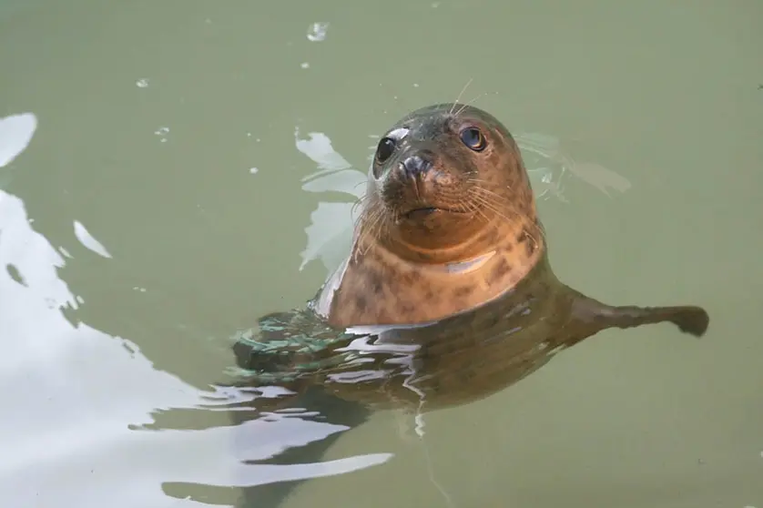 Tras completar su recuperación en tierra, mañana está previsto que el animal embarque desde el puerto de O Berbés (Vigo) en el arrastrero Patricia Marta, en el que será trasladado al norte, hasta encontrar un lugar idóneo donde proceder a su suelta en aguas internacionales.