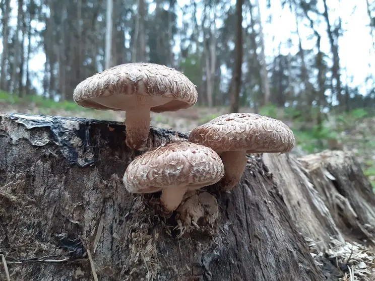 Una solución ecológica y una alternativa al destoconado mecánico  o químico que tienen mayores costes económicos/medioambientales.