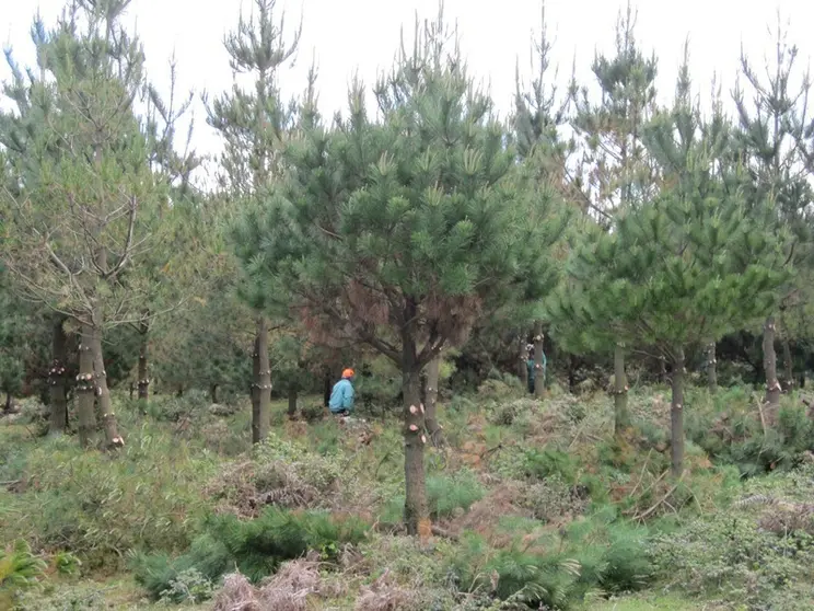 Darase prioridade ás accións en montes nos que existan masas inscritas, ou en proceso de inscrición, no Rexistro de masas consolidadas de frondosas autóctonas de Galicia.