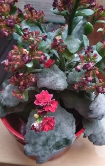 Una Kalanchoe afectada por el oídio, un hongo que recubre sus hojas de blanco.
