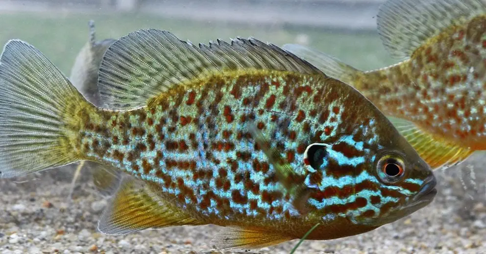 Esta espécie tem o corpo comprimido lateralmente, forma oval, pode medir entre os 10 e os 30 cm e chegar a viver entre 8 a 10 anos. 