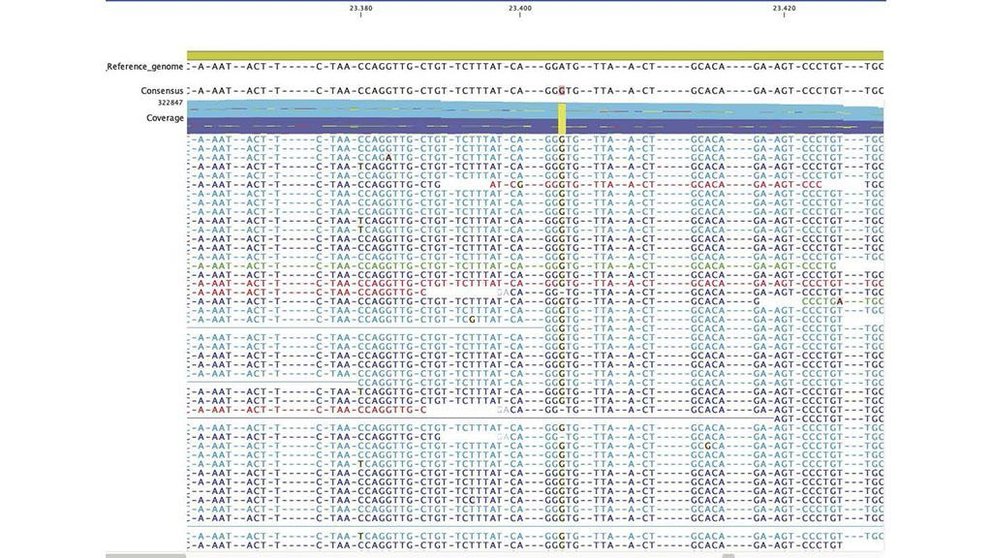 Parte de un alineamiento de secuencias frente a la zona de la proteina S (spike, especula) del genoma del coronavirus SARS Cov 2, de Antonio Figueras. 