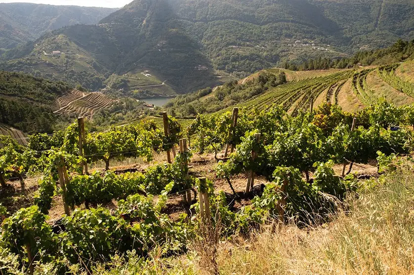 El Gobierno gallego invierte 322.000 euros en esta actuación para actualizar los indicadores en los establecimientos y ayuntamientos que atraviesan estas rutas. 