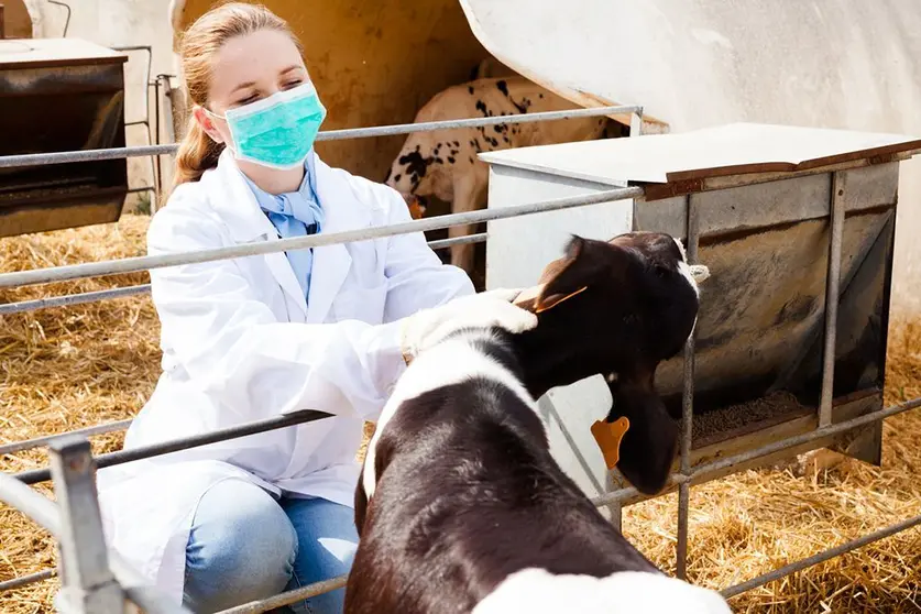 O Instituto de Seguridade e Saúde Laboral (Issga) está a analizar as necesidades de seguridade e prevención das veterinarias e veterinarios que traballan en granxas para dirixir unha campaña específica o próximo outono