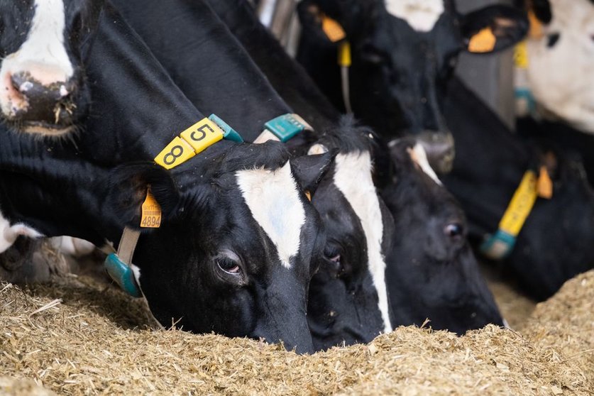 Las jornadas de Becerreá y de A Fonsagrada estarán orientadas a la realización de estos programas sanitarios en las granjas de aptitud cárnica, mientras que la de Curtis se centrará en granjas orientadas a la producción de leche.