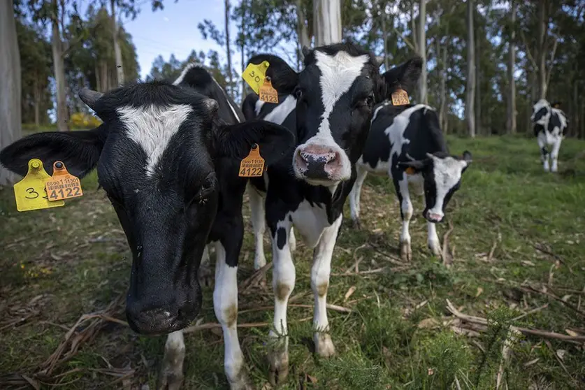 Escola de capacitacion agraria de Sergude. Vaca leiteira.
