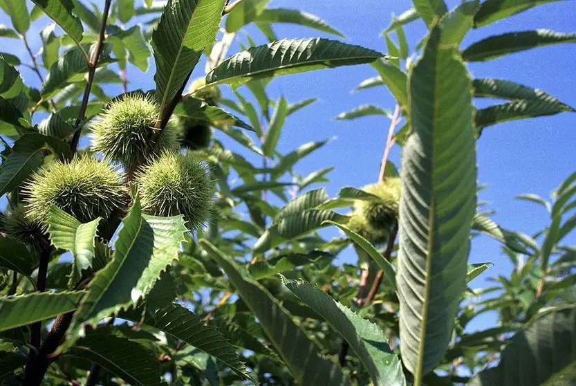 La Unidad Técnica del Souto que trabajará en la generación de planta adecuada para el desarrollo de este sector estratégico o a las actuaciones del Gobierno gallego para combatir dolencias como la avispilla o el chancro del castaño.

