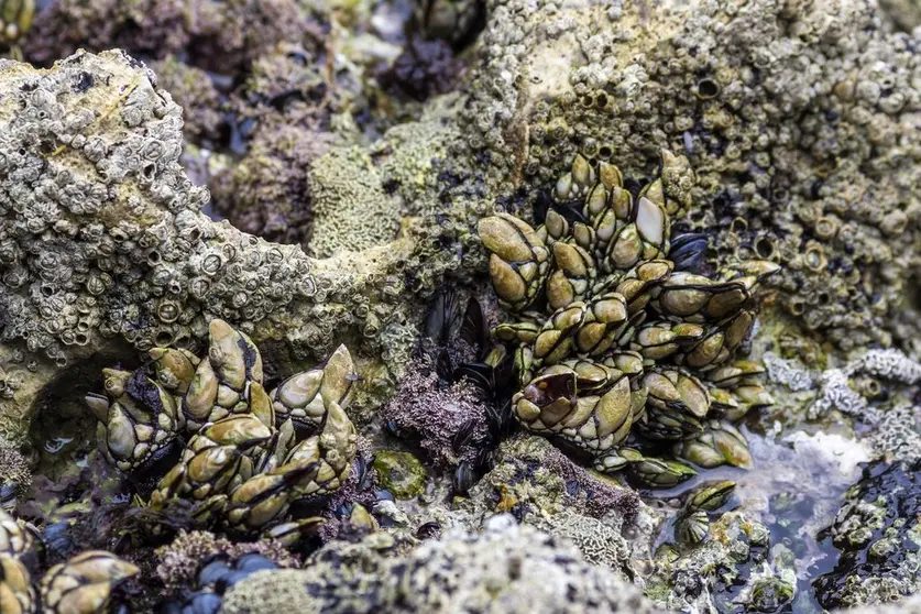 As confrarías de pescadores ou entidades asociativas do sector son titulares de 149 deses plans mentres que os sete restantes corresponden a empresas dedicadas á transformación ou comercialización de algas mariñas.