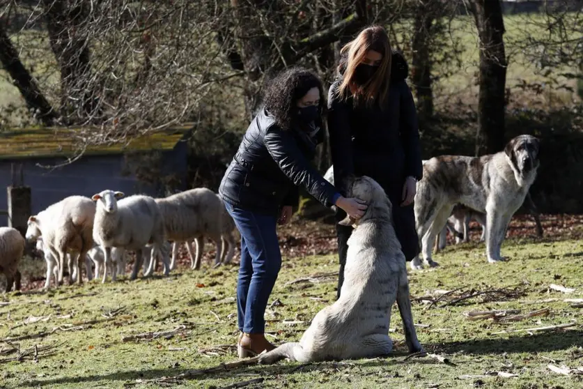 La directora xeral de Patrimonio Natural, Belén do Campo, visita una explotación en San Salvador de Castelo- Grazos,Guntín,  para conocer las medidas de prevención instaladas para evitar daños de fauna silvestre.