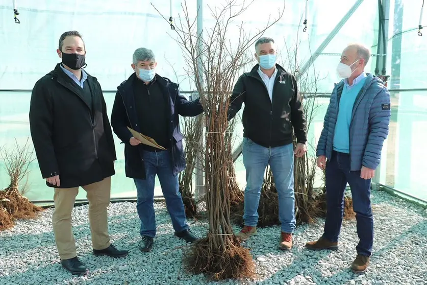 A Consellería do Medio Rural entregará un total de 12.600 plantas de portaenxertos e 473 plantas nai de diversas variedades de castiñeiro autóctonas a 16 viveiros da nosa comunidade.