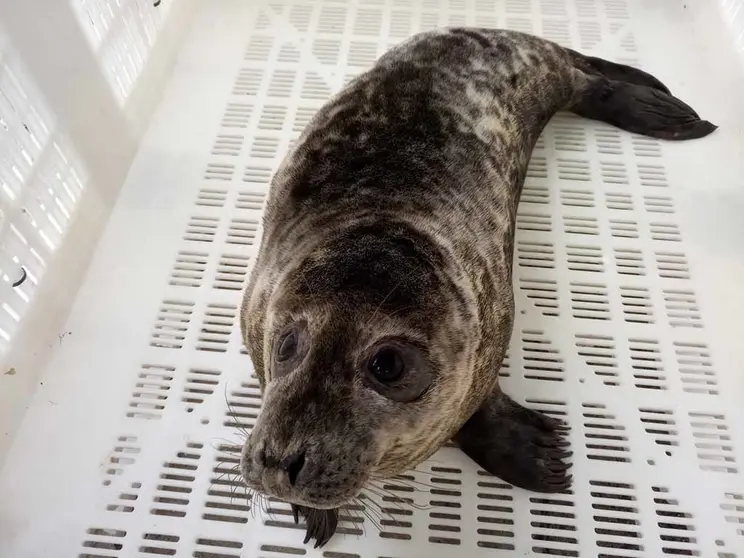 El lobo marino ceniciento Maxibar vuelve al medio natural tras completar su recuperación en el Igafa.