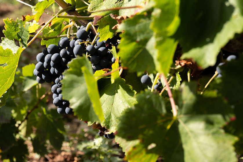 La parte práctica del programa incluye visitas a viñedos y bodegas de la denominación de origen Ribeiro.