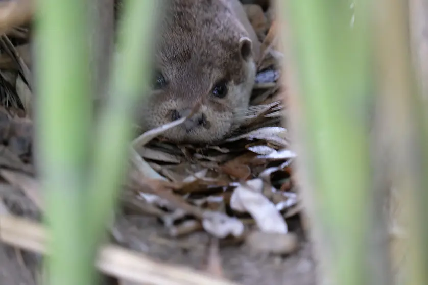 Nascida em cativeiro no dia 1 de junho de 2020 e filha de um casal de lontras oriundas de Alcobaça, a lontra fêmea encontra-se agora em fase de adaptação ao seu novo habitat.