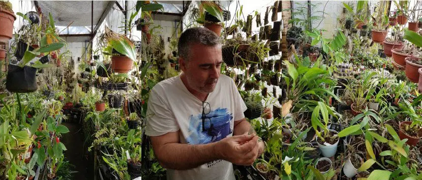 Rubén Velázquez en su Orquidiario de Flora del Trópico.