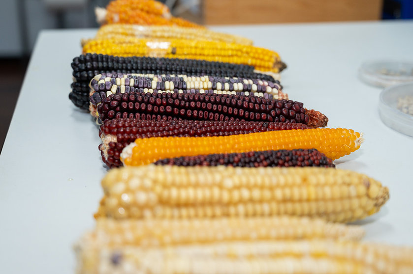 Una de las investigaciones es 'Desarrollo de variedades de maíz con doble aprovechamiento en un 
escenario de cambio climático'.