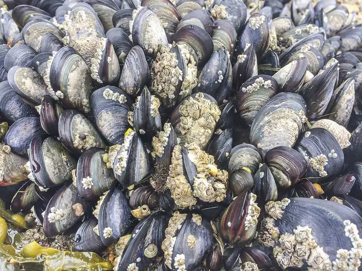 Mejillones Mytilus galloprovincialis colonia en roca intermareal de Galicia.