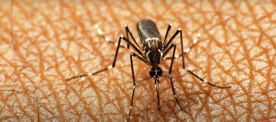 Mosquito de la Malaria.