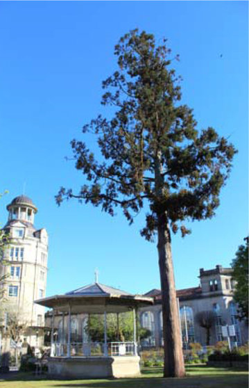 Criptomeria japonesa del palco de la música del
jardín histórico de Mondariz‐Balneario.
