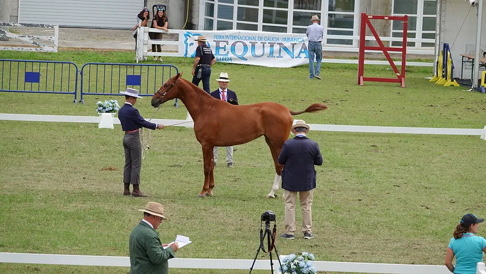 Participante no Concurso Morfofuncional en Equina Galicia 2022. ARQUIVO.