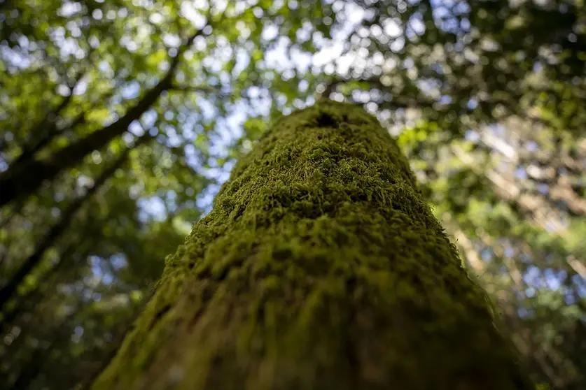 Escola de capacitación agraria de Sergude. 
Bosque autóctono galego.